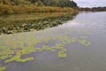 Water lily pads on the Ibm lake, or Heratinger lake, in Upper Austria, in autumn. Royalty Free Stock Photo